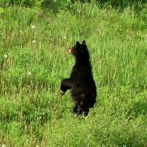 Young Black Bear on Alaska Highway close to Loon Lake